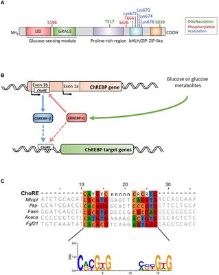 Carbohydrate Sensing Through the Transcription Factor ChREBP